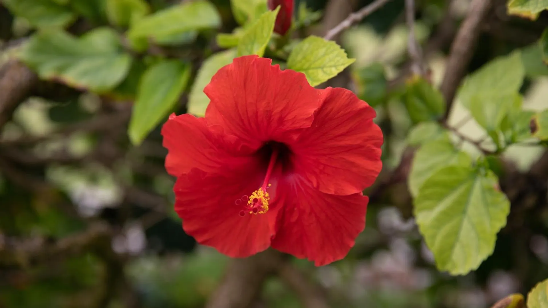 Prázdninový dům Vila Oceanfront Kauai - Rhythm Tvnc 4288 Kapa'a USA